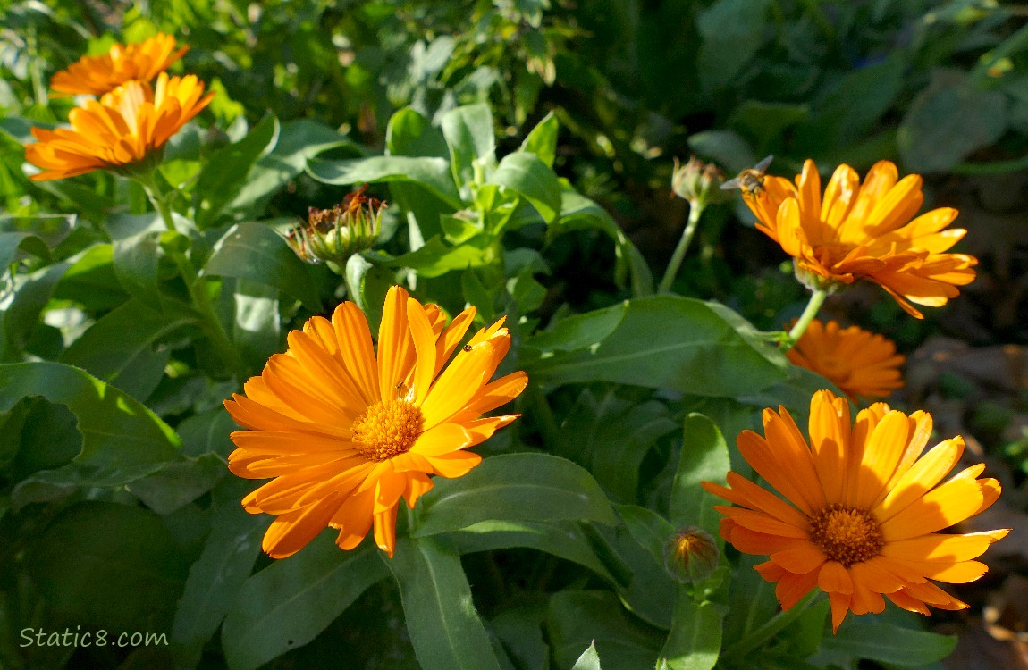 Orange Calendula blooms