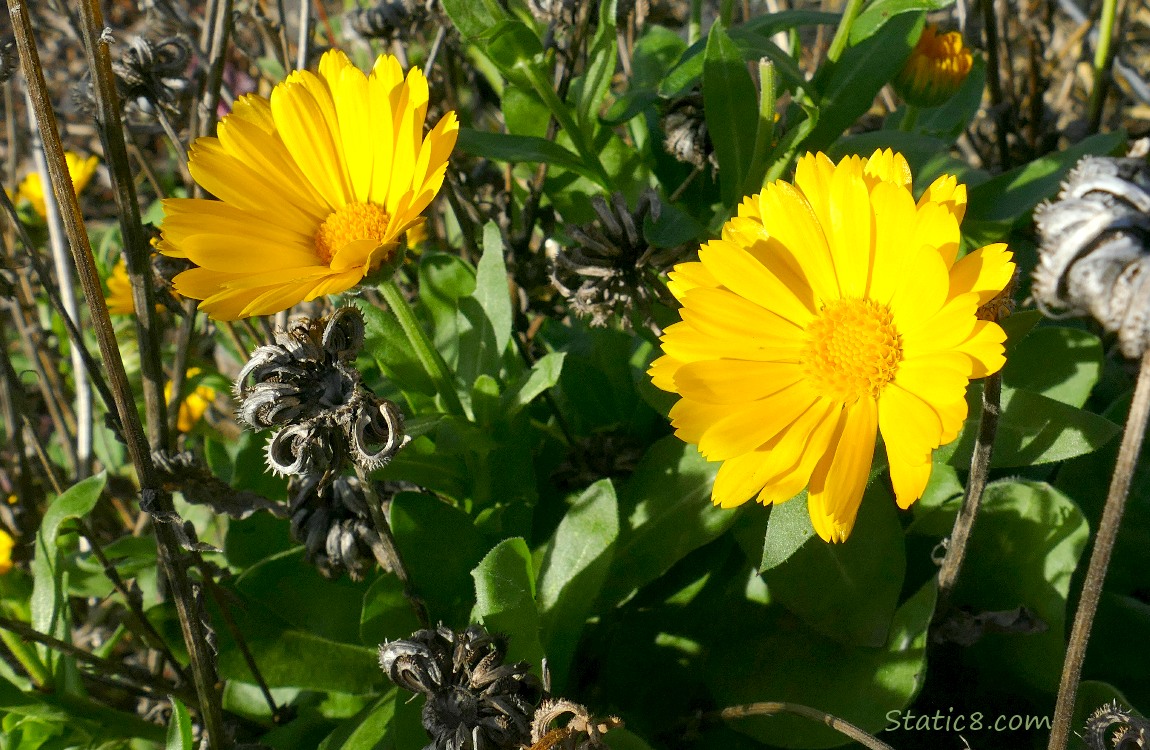 Yellow Calendula blooms