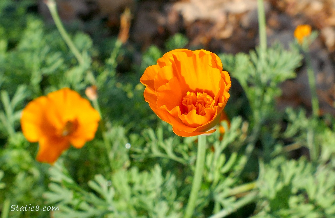 California Poppy blooms