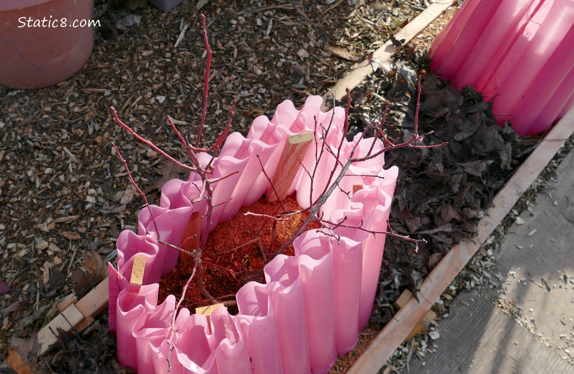 Sapling in a pink insulator