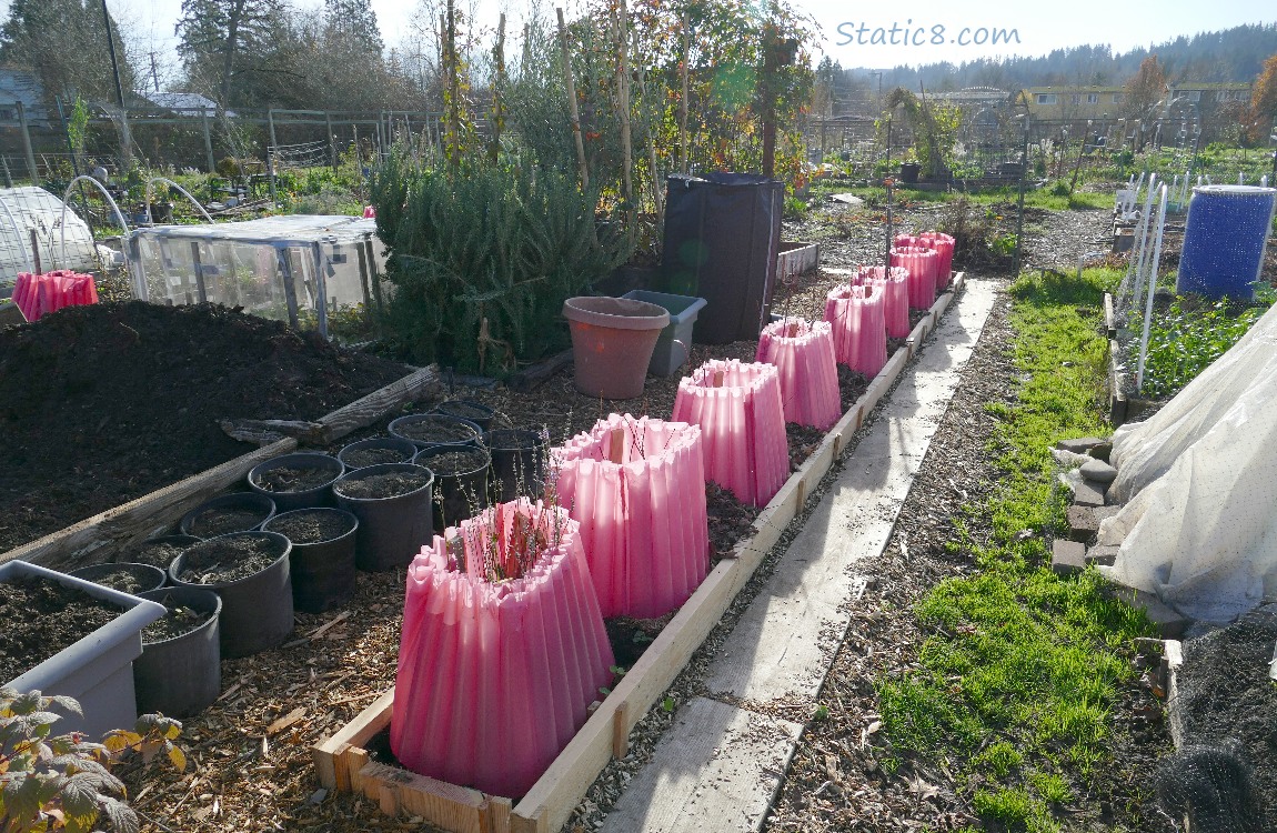 Garden plot with pink insulators