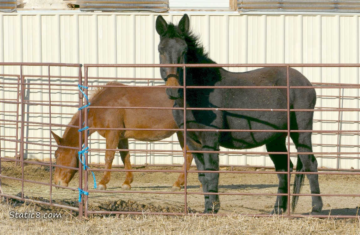 Two Horses in a pen