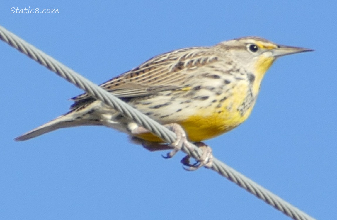 Meadowlark standing on a power line