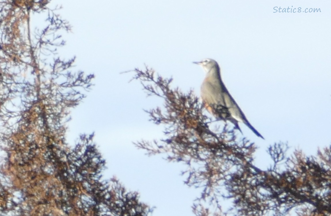 American Robin in a cedar tree