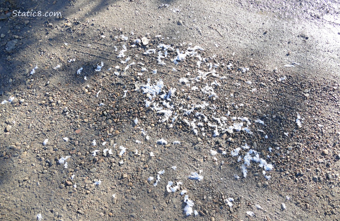 Feathers on a gravel road