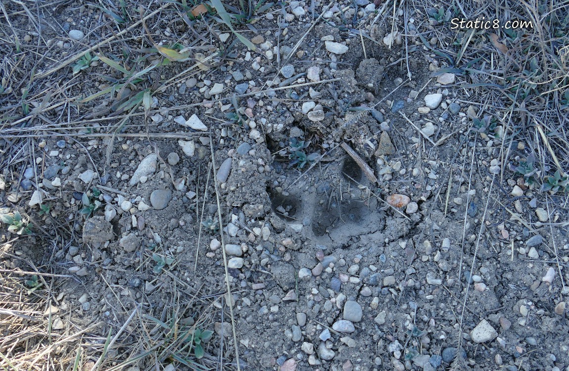Dog's paw print in the dirt
