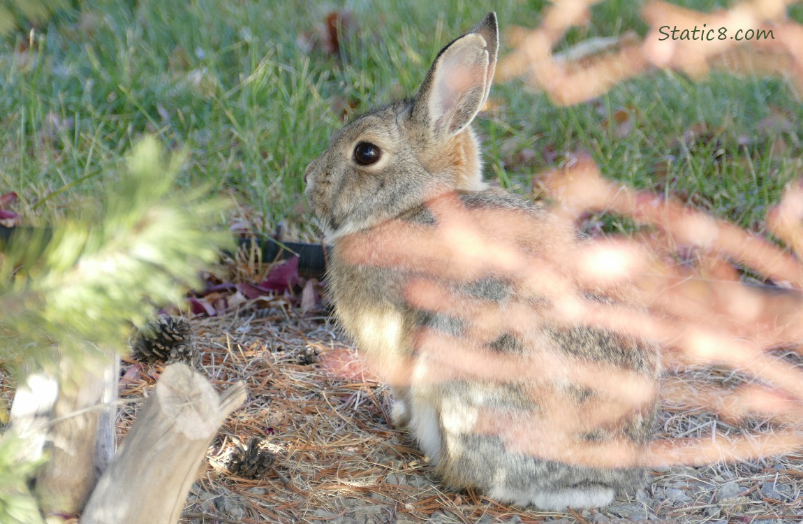 Rabbit sitting behind a tree