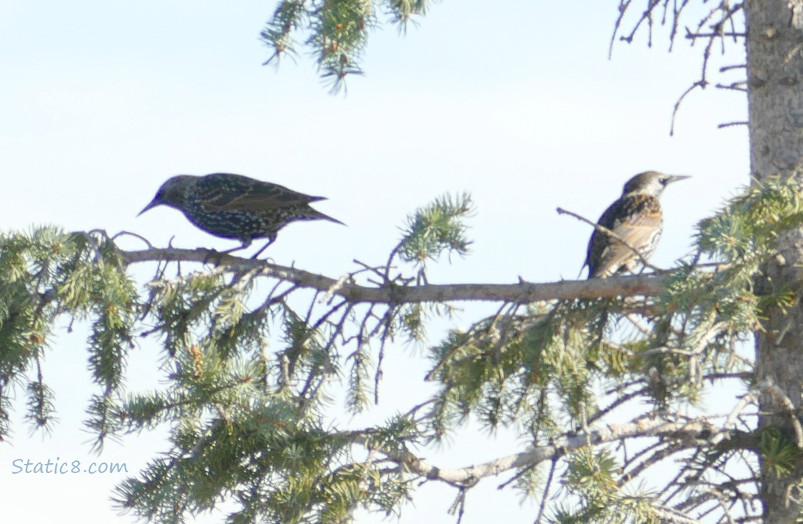 Two European Starlings standing on a fir tree branch