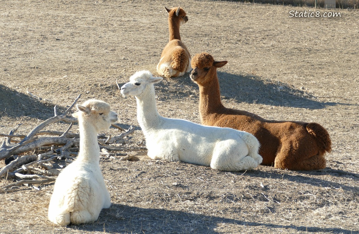 Four Alpacas sitting on the ground