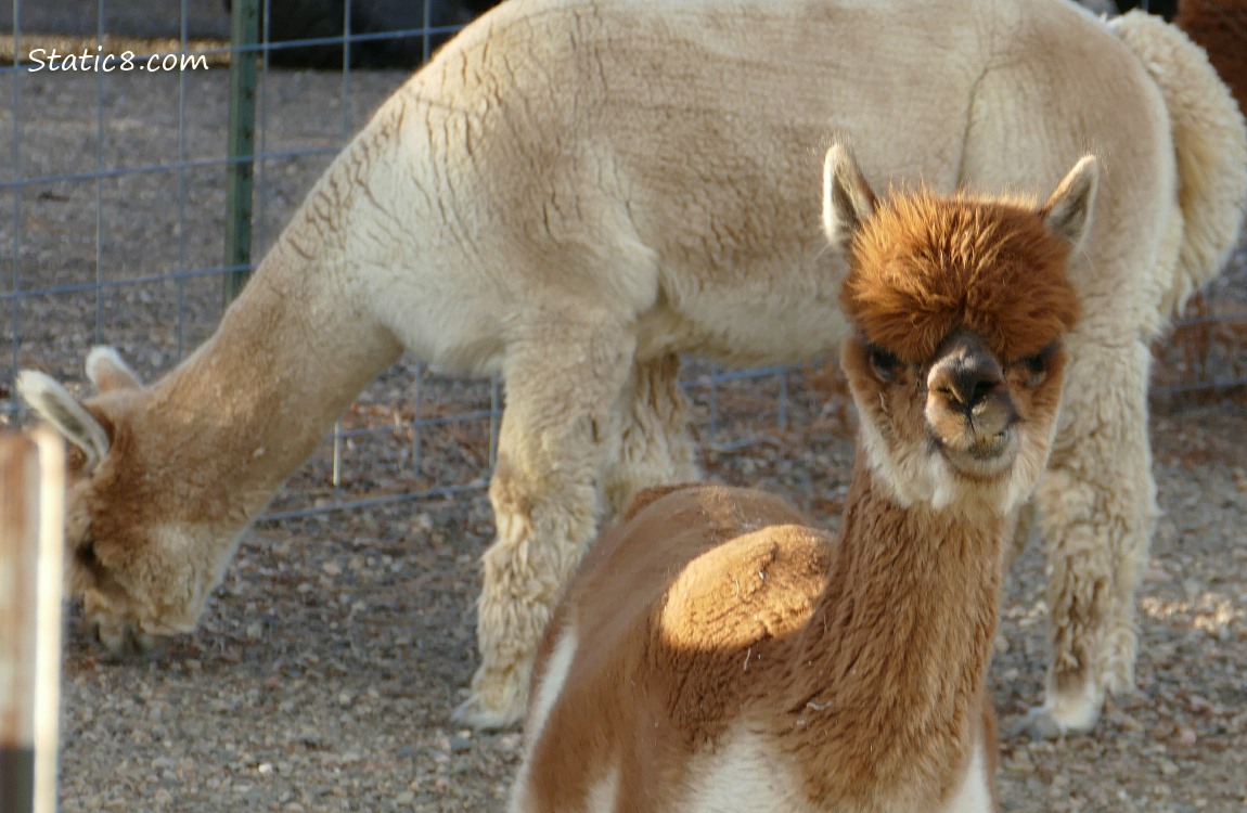 Two Alpacas