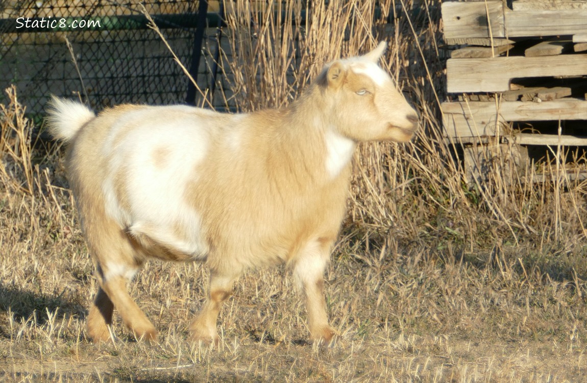 White and tan Goat walking in the grass