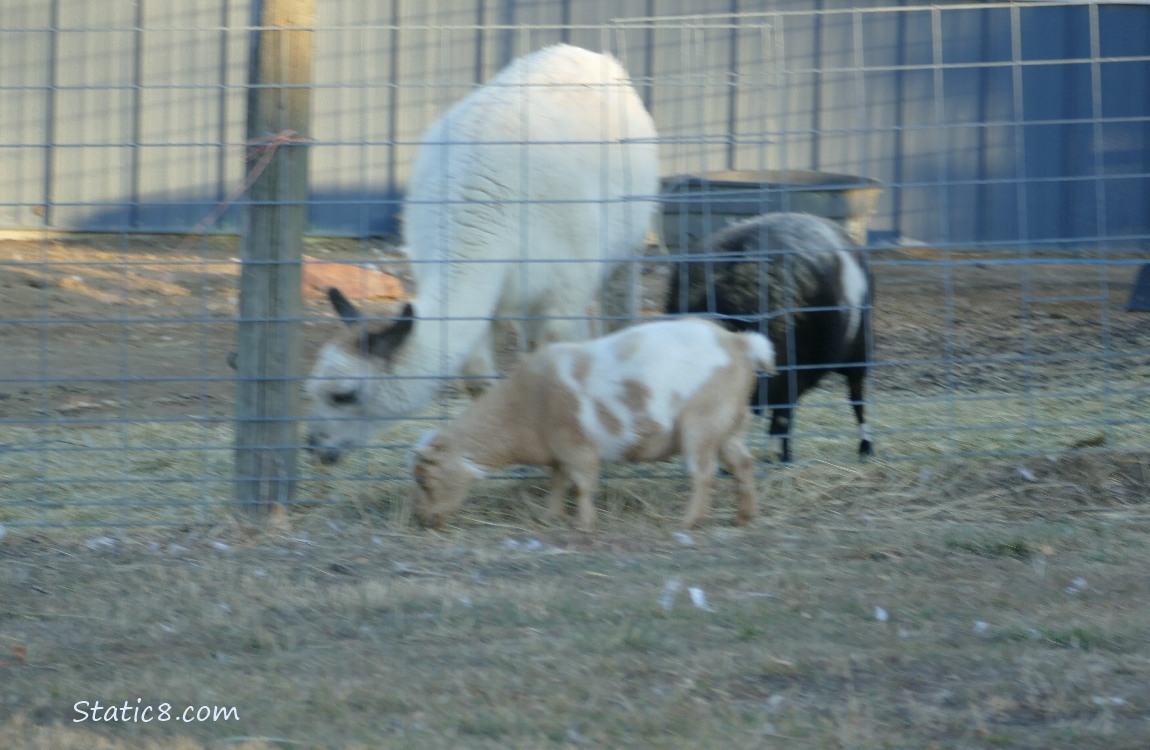Goat with an Alpaca and another goat
