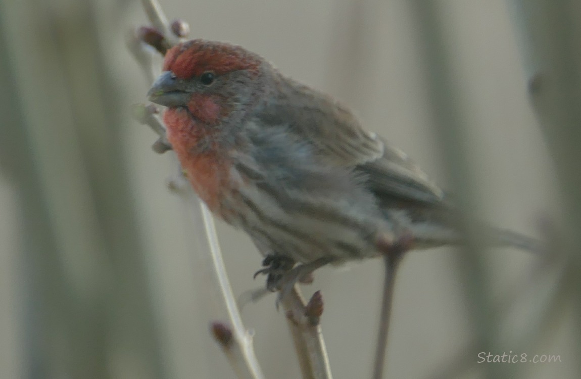 House Finch standing on a twig