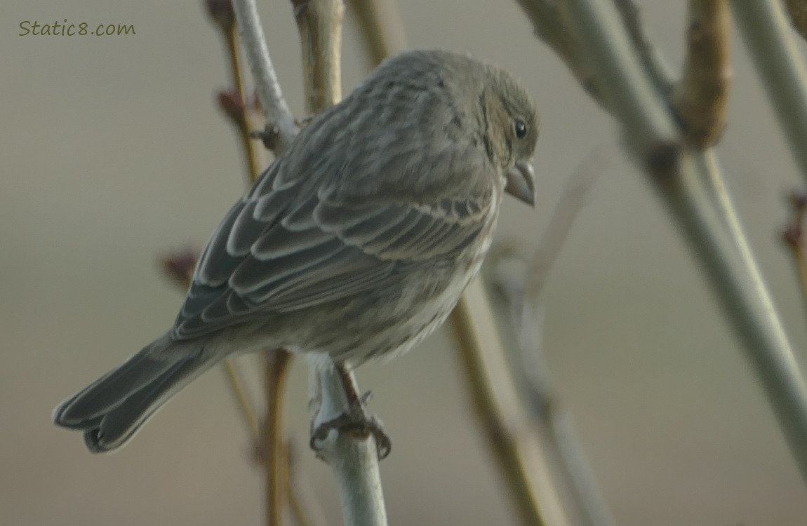 Female House Finch standing on a twig