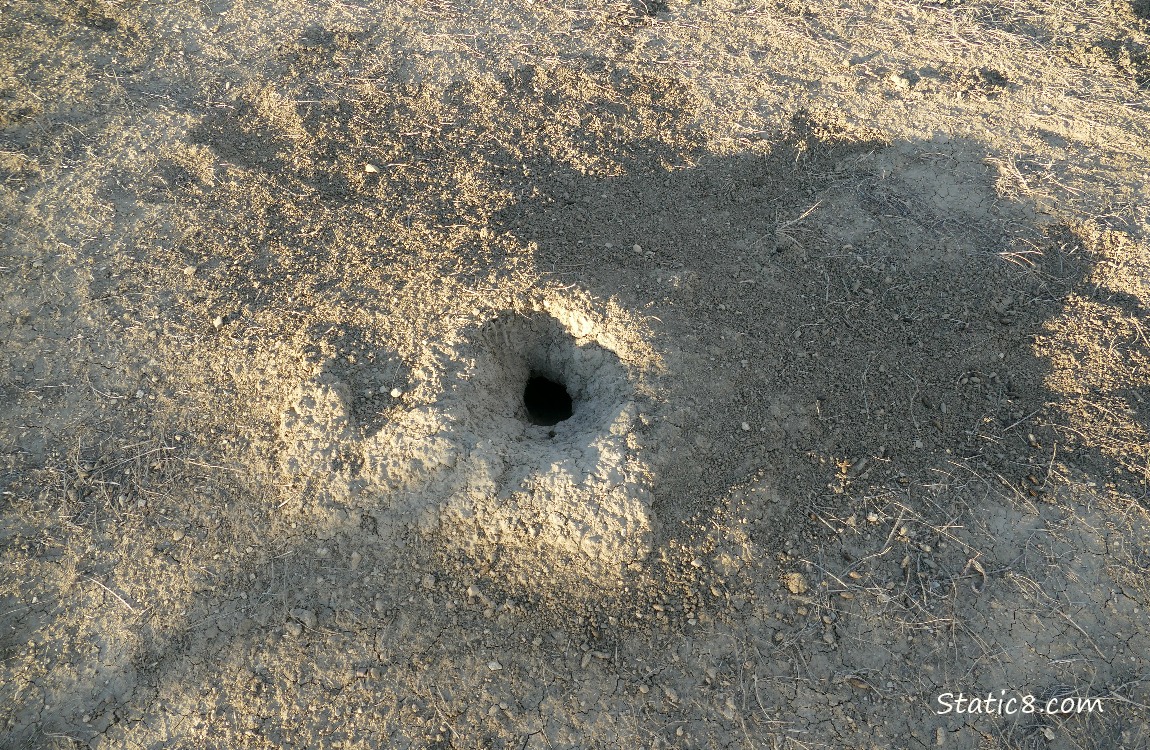 Looking down at a Prairie Dog hole