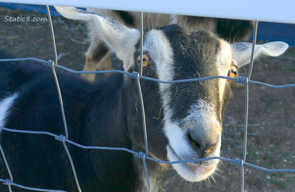 Goat behind a wire fence