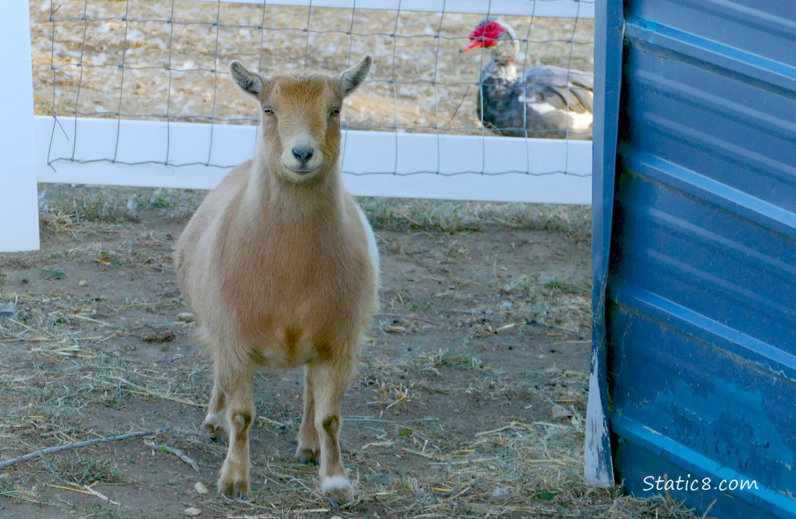 Goat with a Muscovy Duck