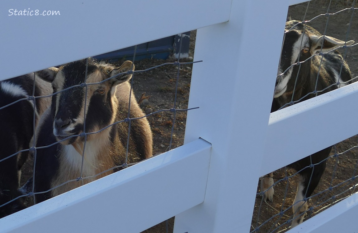 Goats behind a white fence with wire