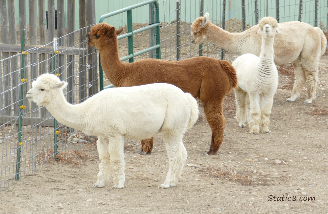Four Alpacas waiting at the fence