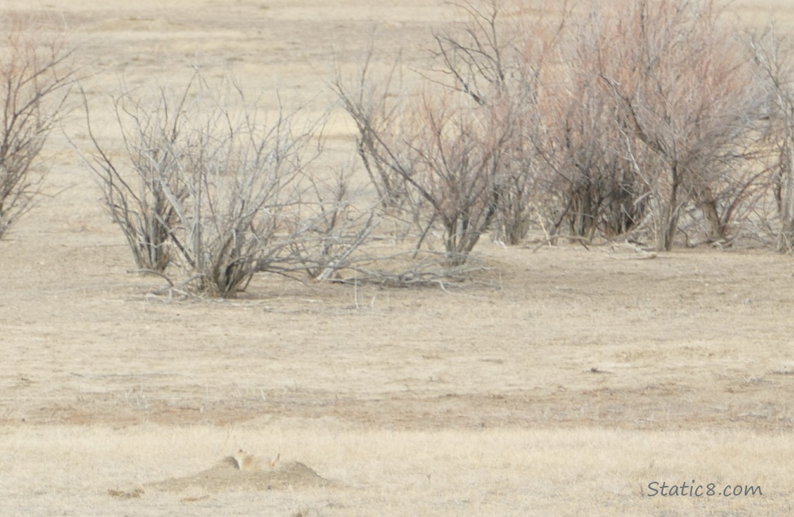 Prairie Dog guarding their hole in the distance