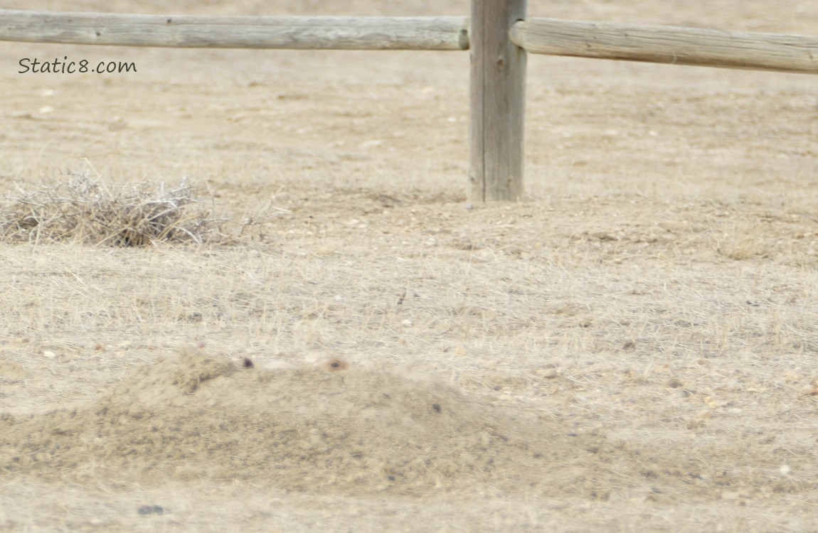 Prairie Dog peeking out of her hole