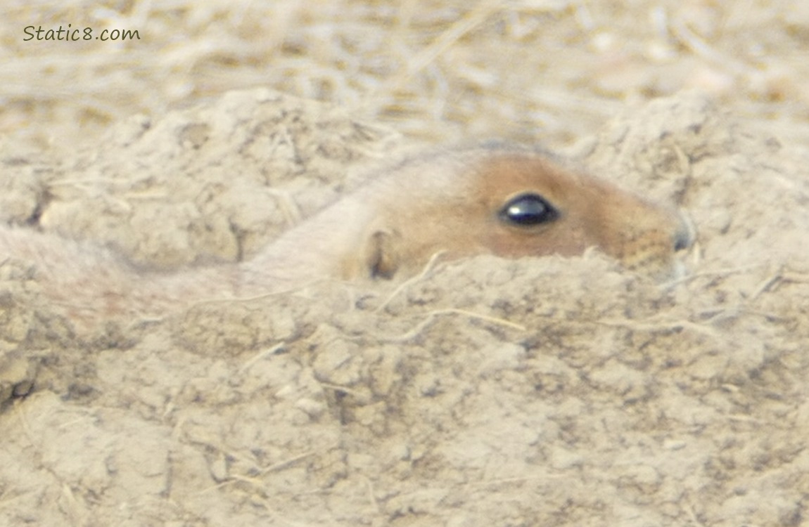 Prairie Dog peeking out of her hole