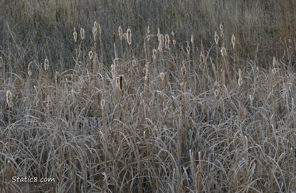 Cattails