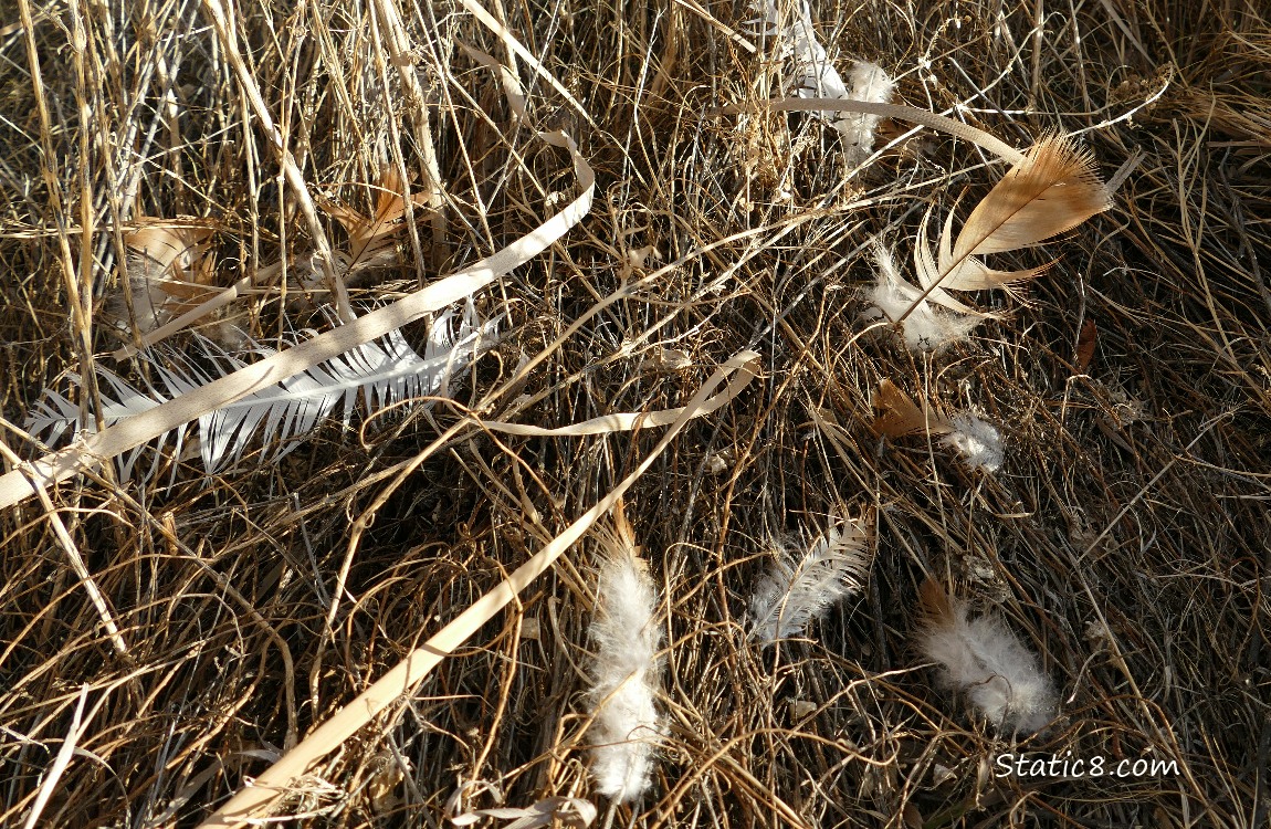 Feathers in the grass