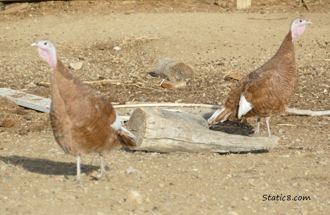 Brown domesticated Turkeys walking on the ground