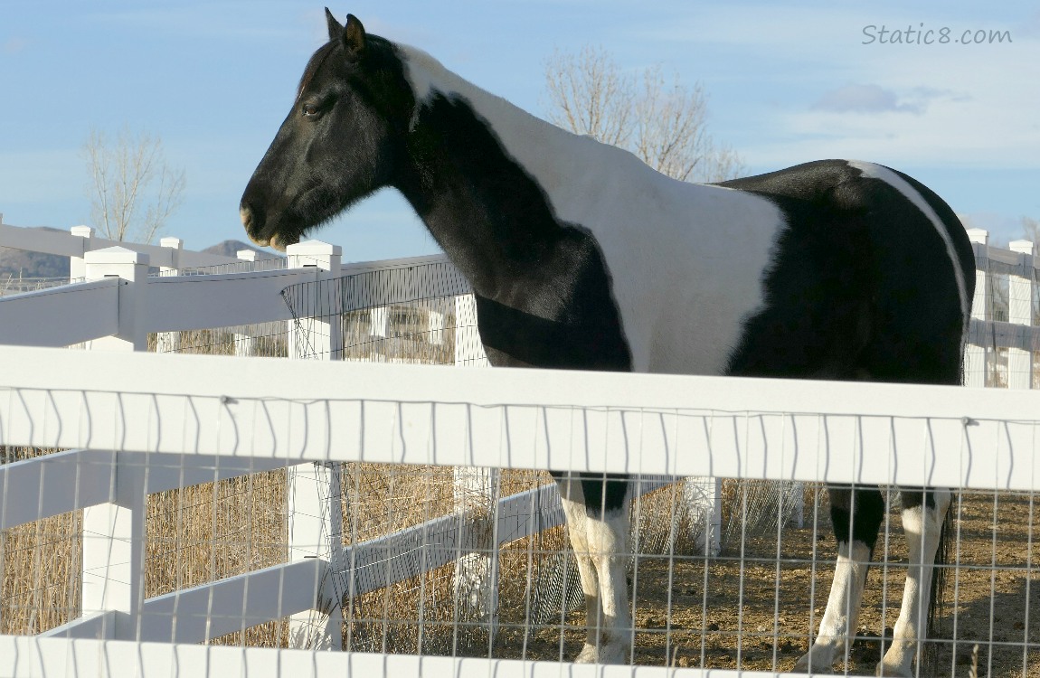 Black and white paint horse behind white fences