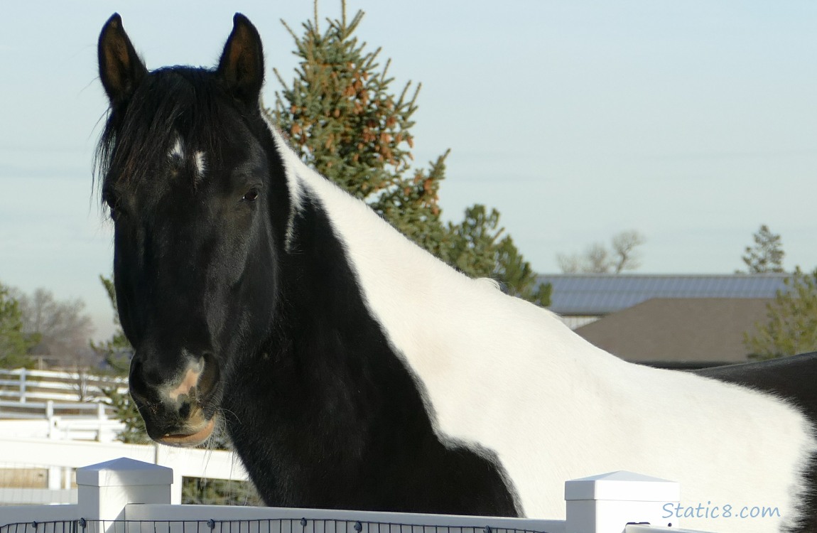 Black and white paint horse looking over a white fence