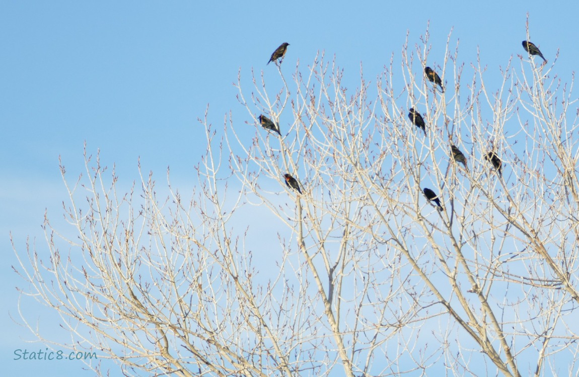 Red Wing Black Birds in a winter bare tree
