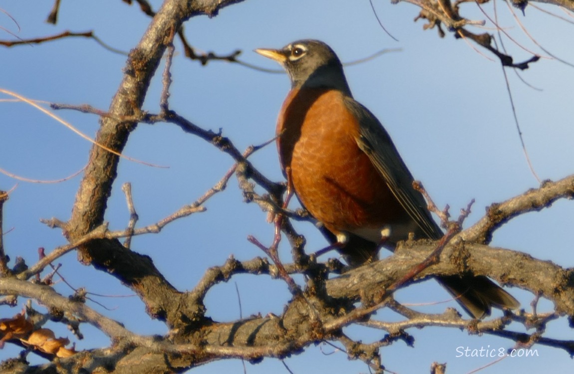 American Robin standing in a winter bare tree, blue sky behind