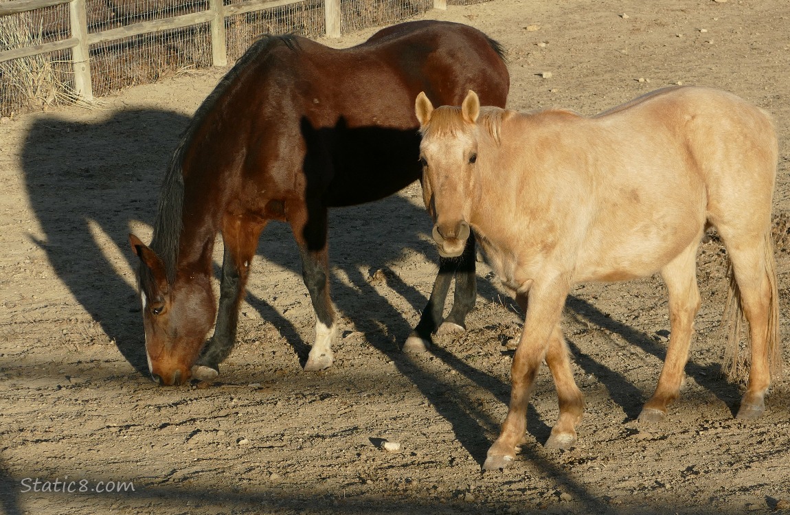 Two horses in a pen