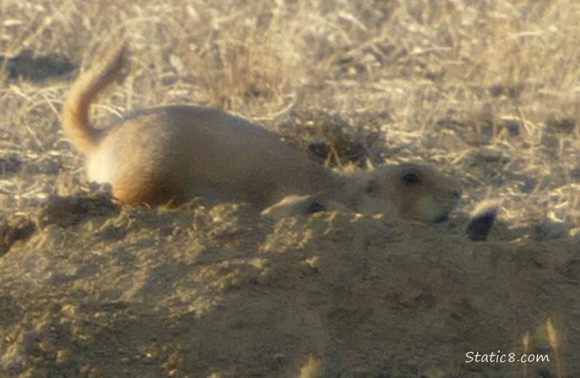 Two Prairie Dogs at a hole 