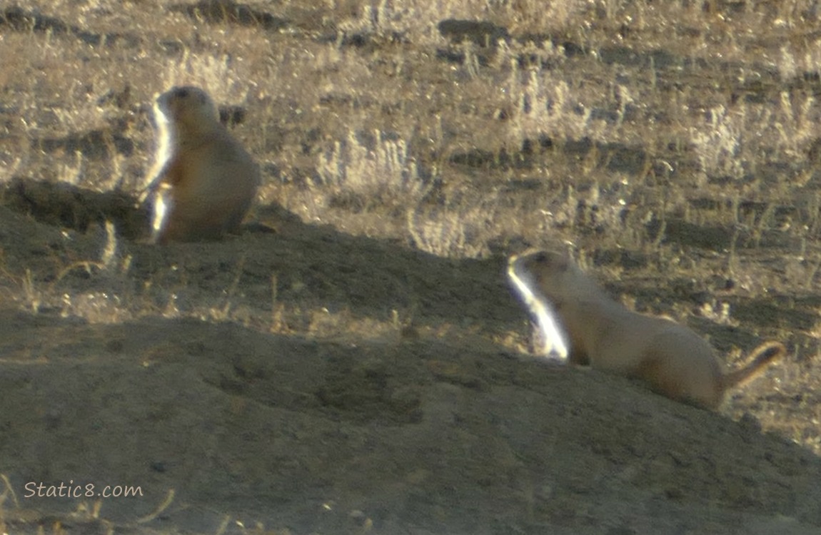 Two Prairie Dogs at the hole