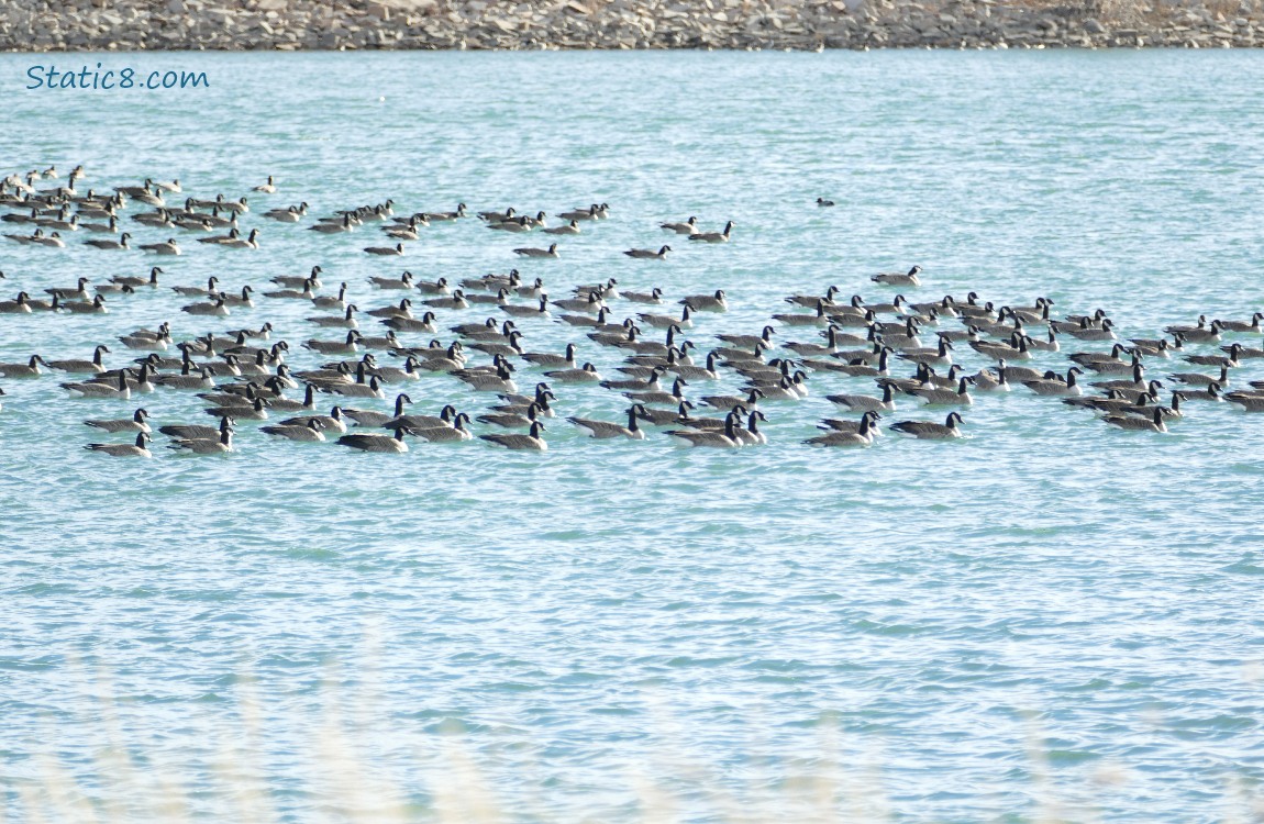 A flock of Canada Geese paddling on the water