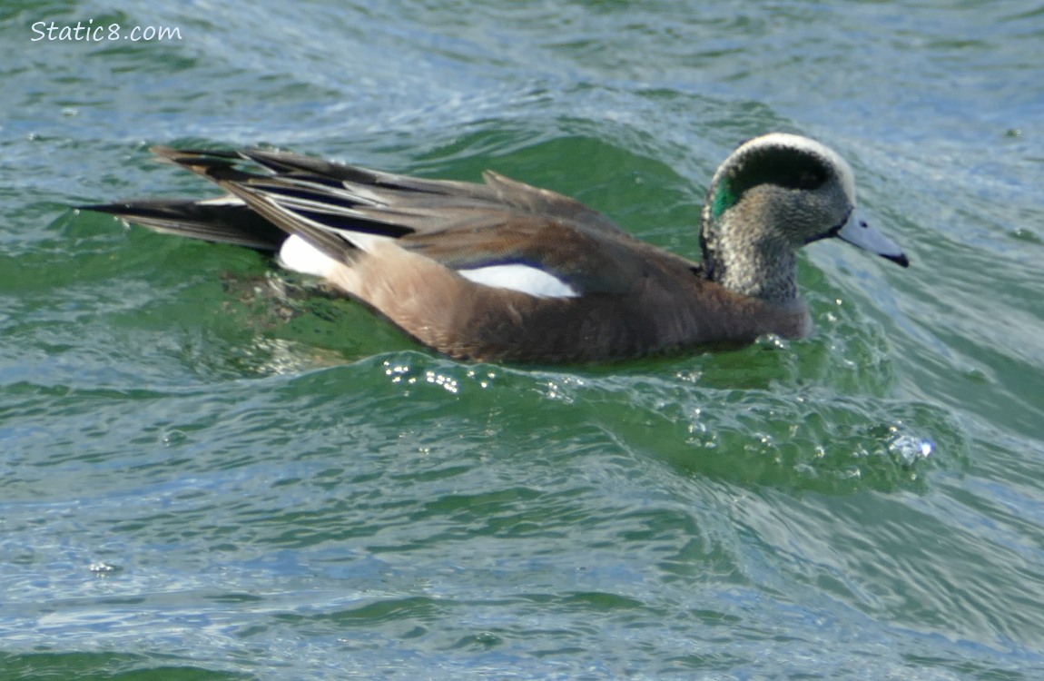Wigeon paddling on the water