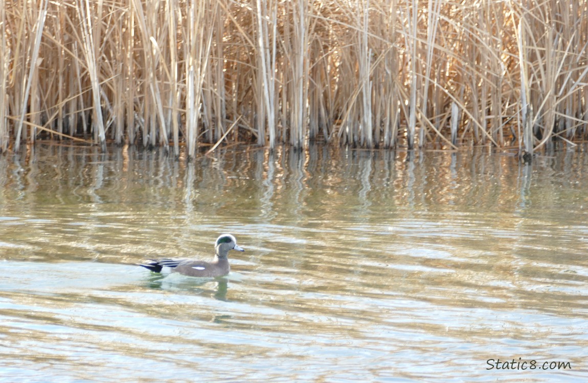 Wigeon paddling on the water with reeds in the background