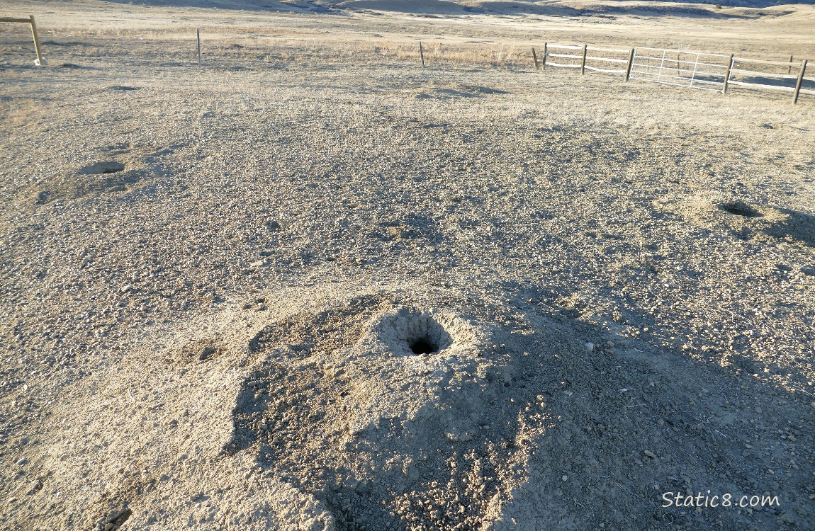 Prairie Dog  holes