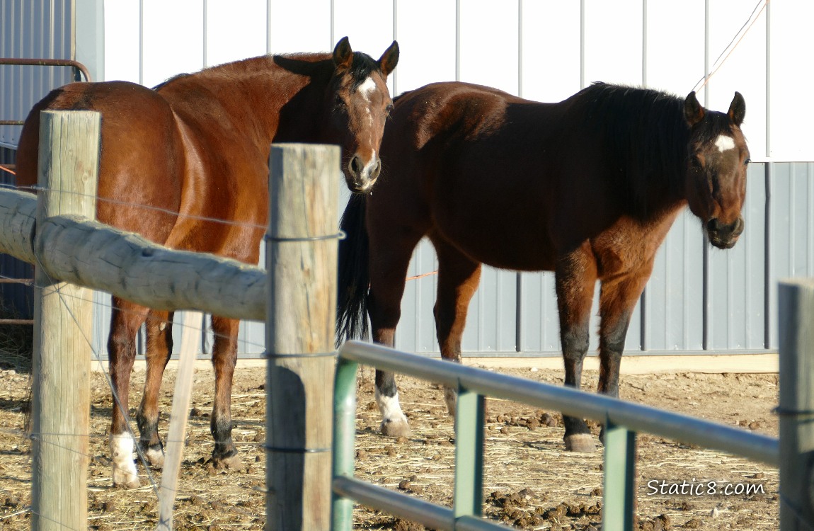 Two brown horses in a pen
