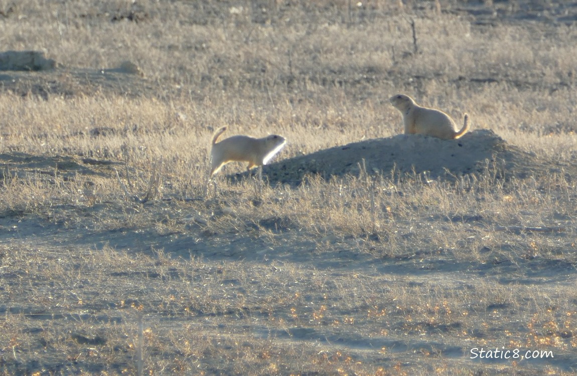 Prairie Dog runs for a hole, where another guards