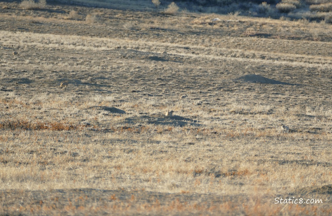 Prairie Dogs in the grass