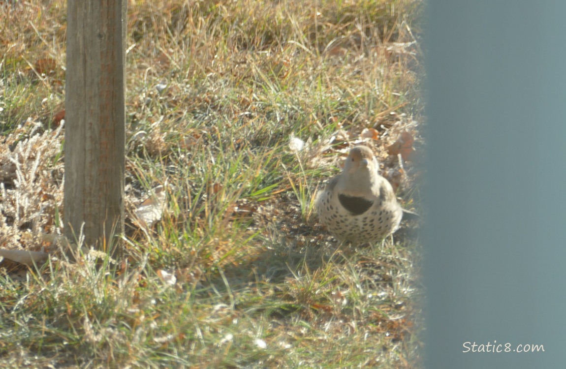 Northern Flicker standing in the grass