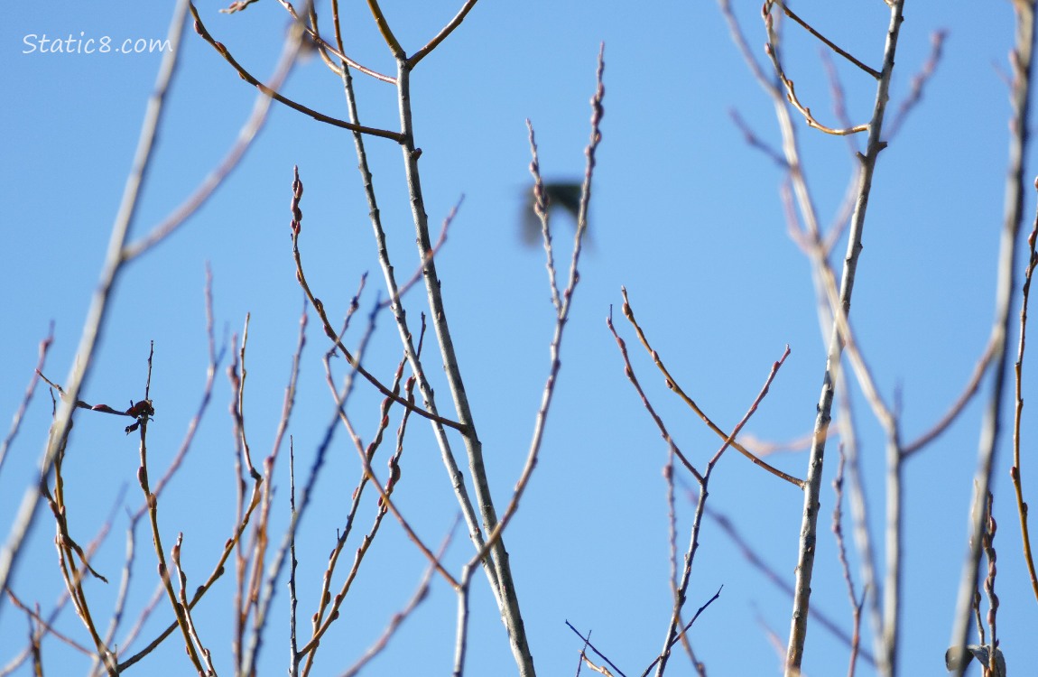 Sticks with a blue sky