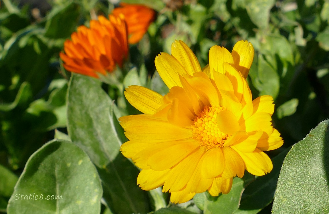 Yellow Calendula bloom in front of an orange bloom