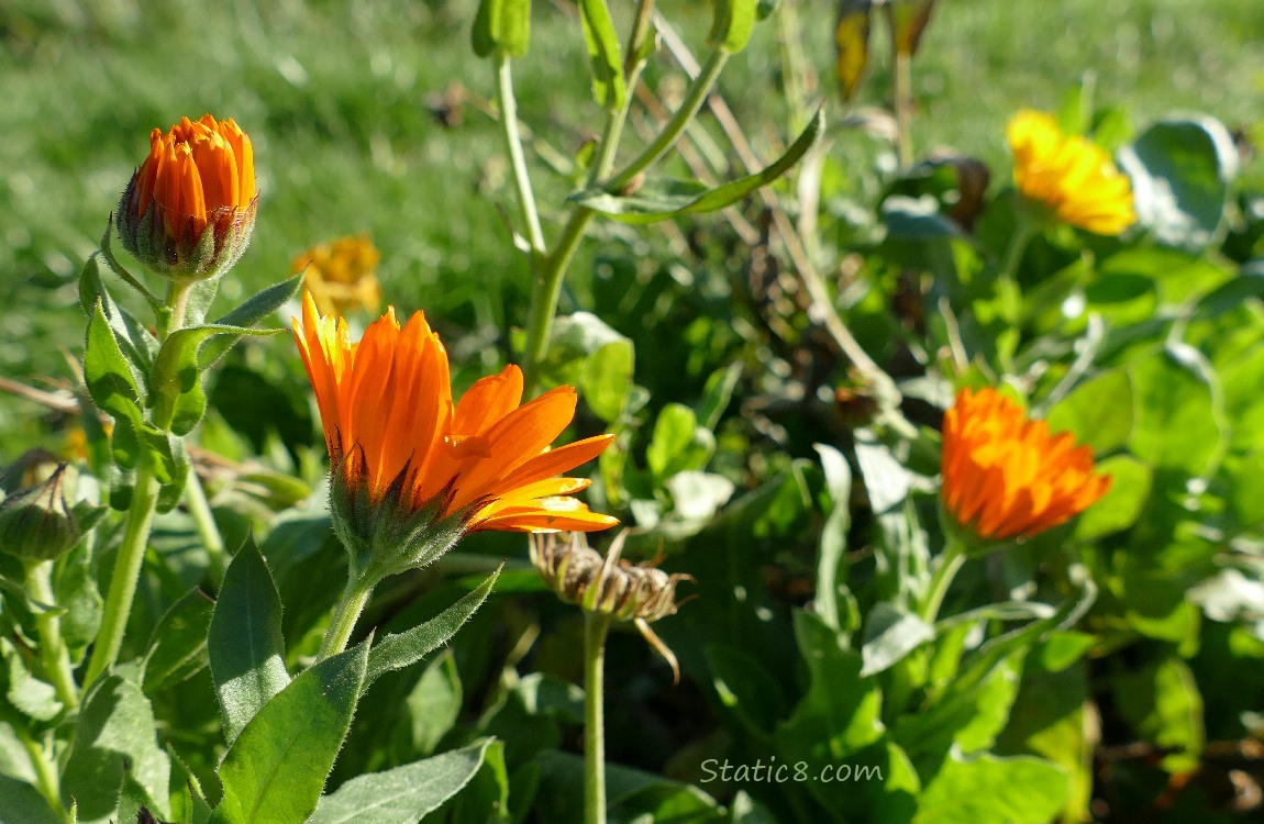 Orange Calendula blooms