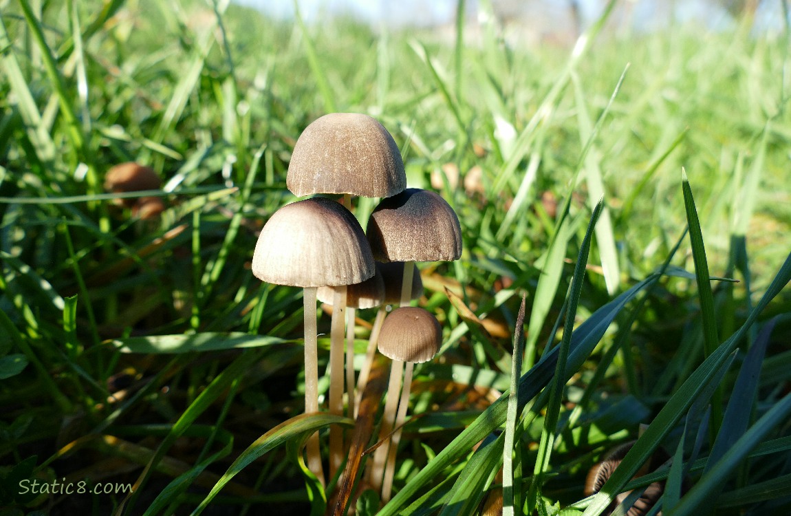 Mushrooms growing in the grass