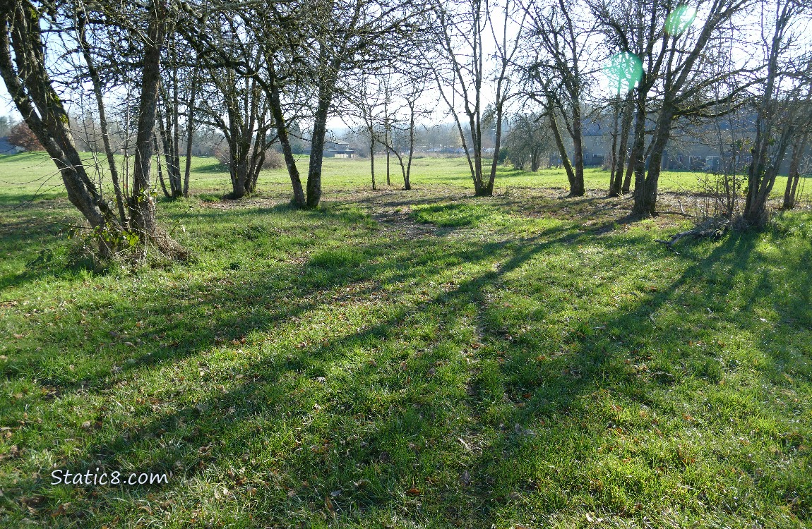 Sun shining thru trees