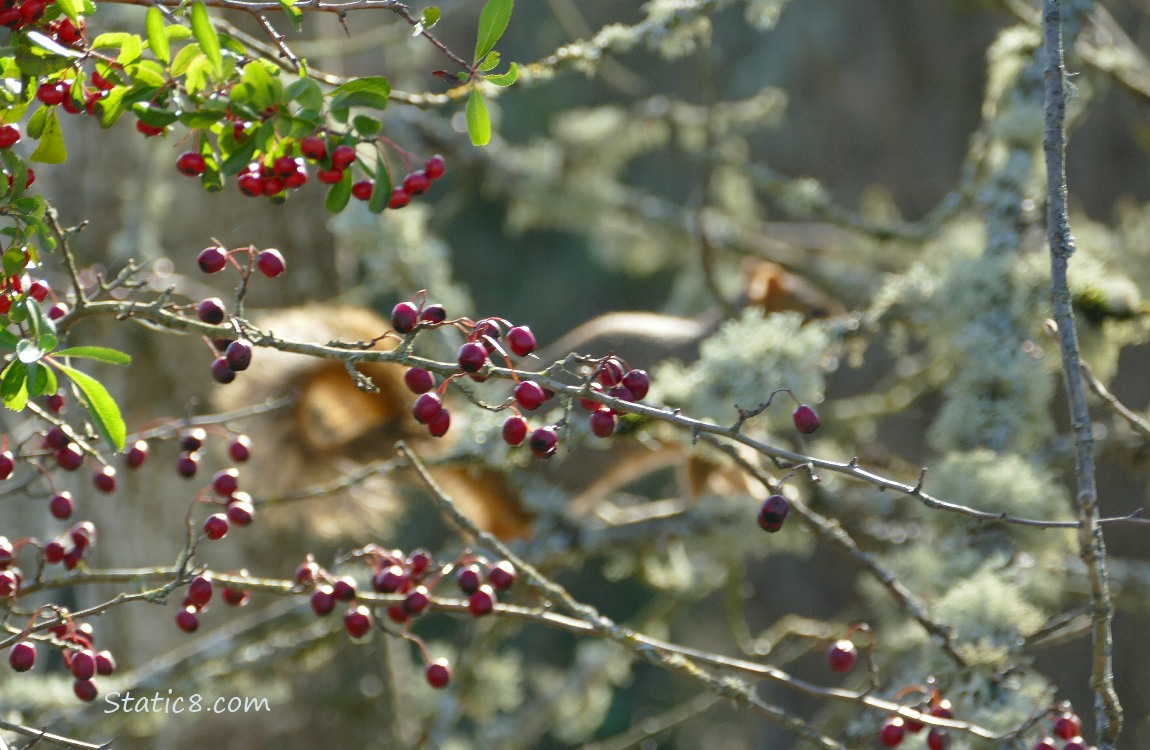 Hawthorn berries and a blurry squirrel in the background